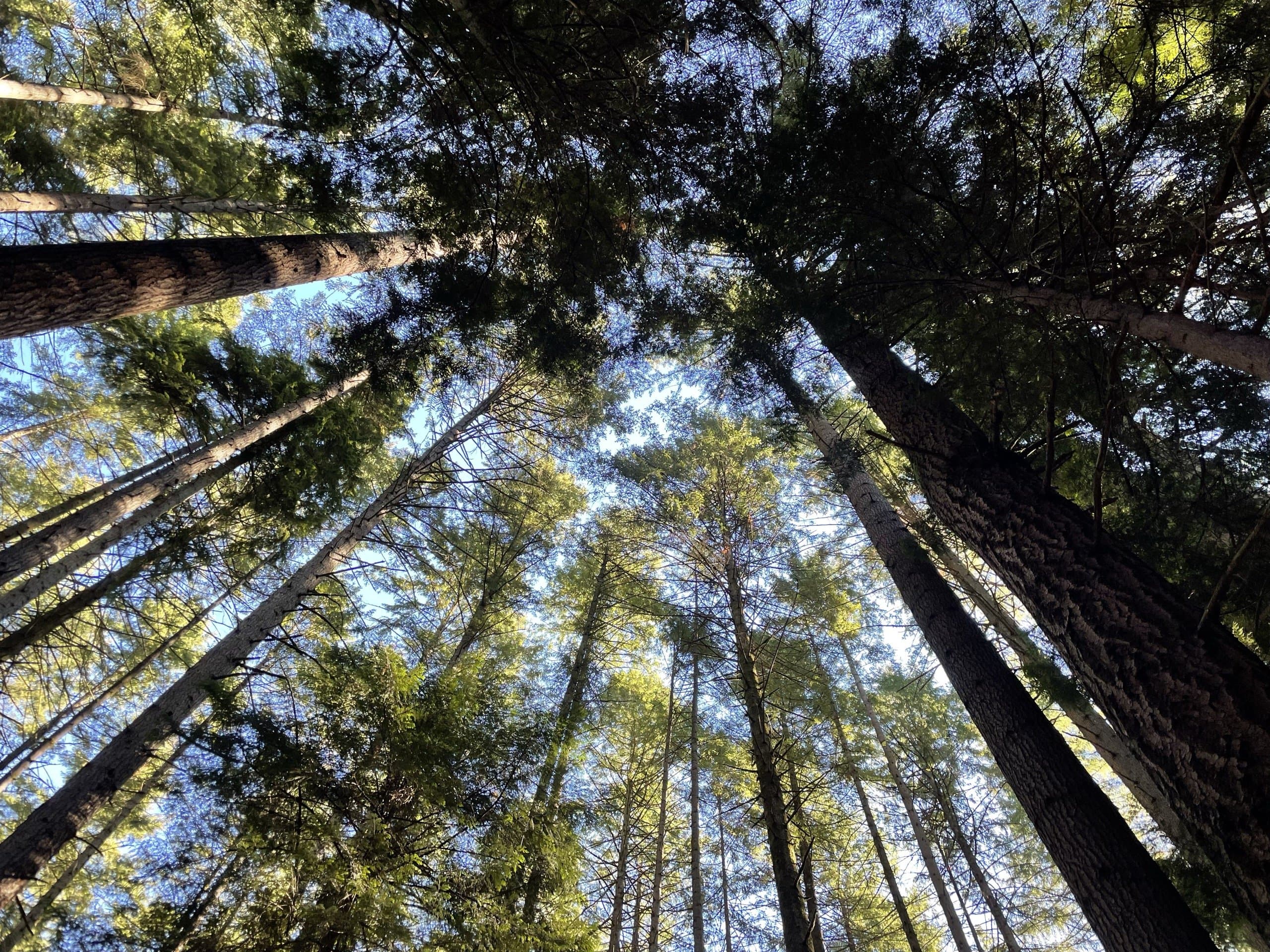 First light breaking through the forest canopy.